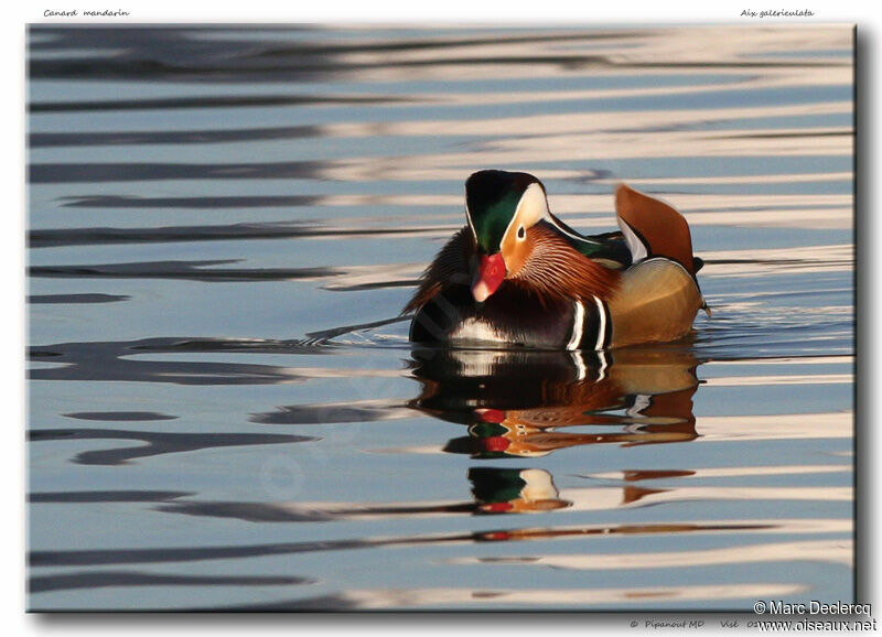 Mandarin Duck