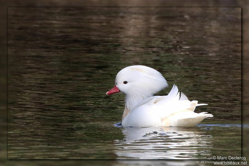 Canard mandarin, pigmentation, nage