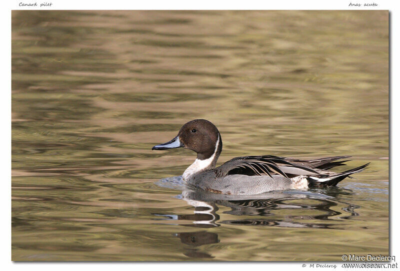 Canard pilet, identification