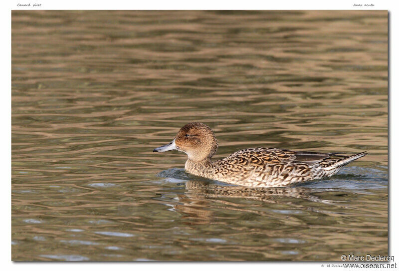 Canard pilet, identification