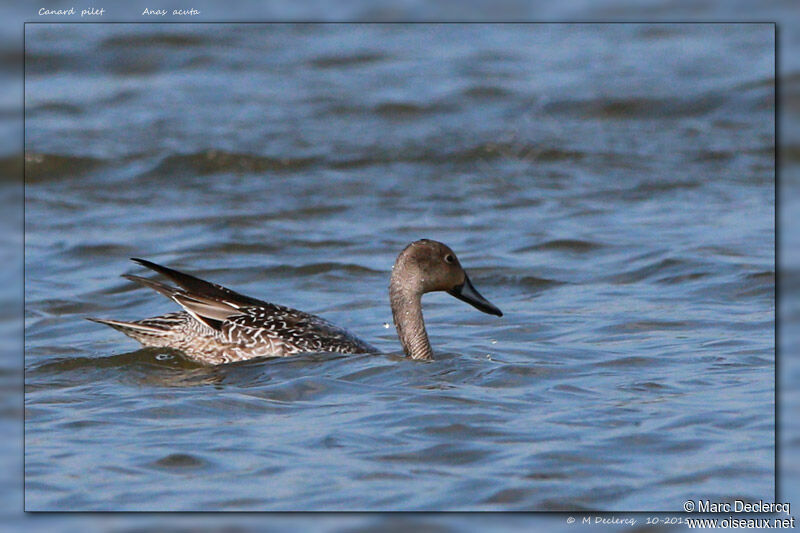 Northern Pintail