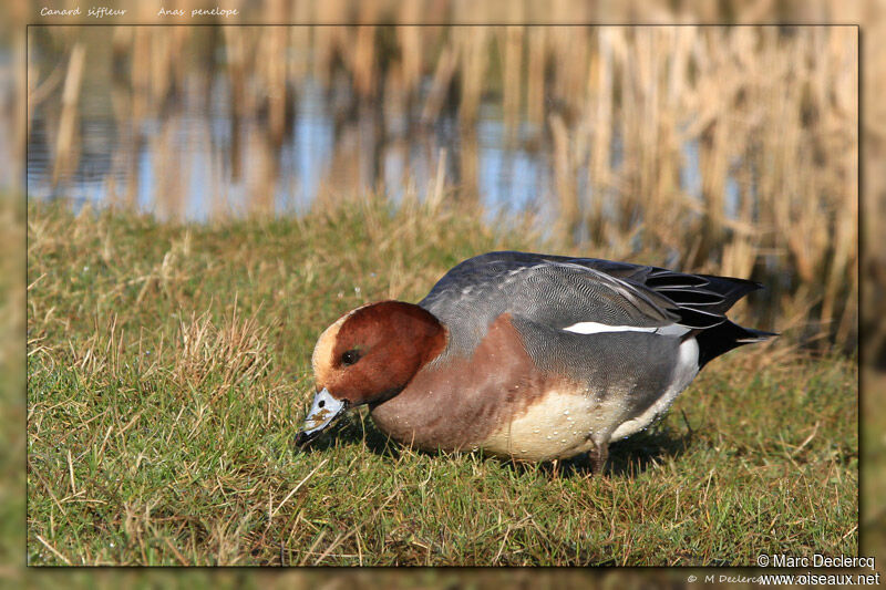 Eurasian Wigeon, identification, feeding habits