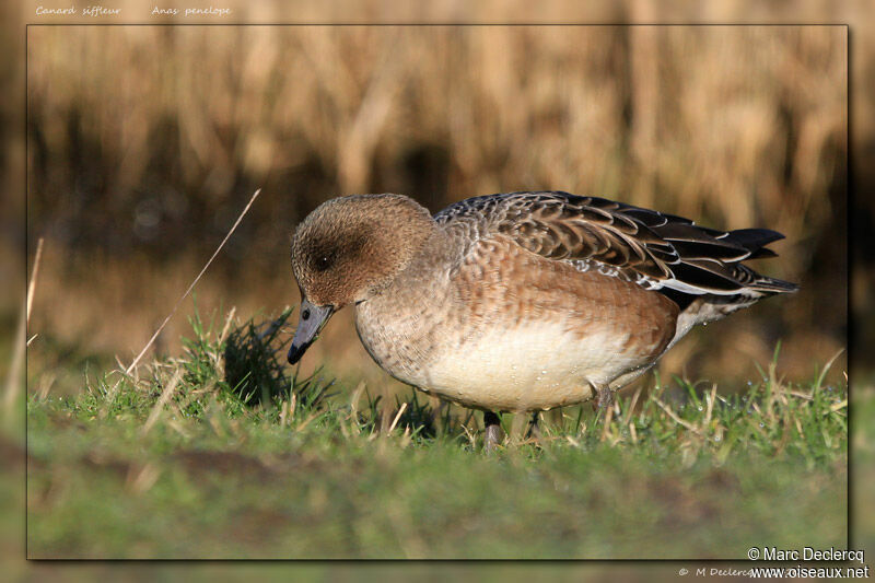 Canard siffleur, identification