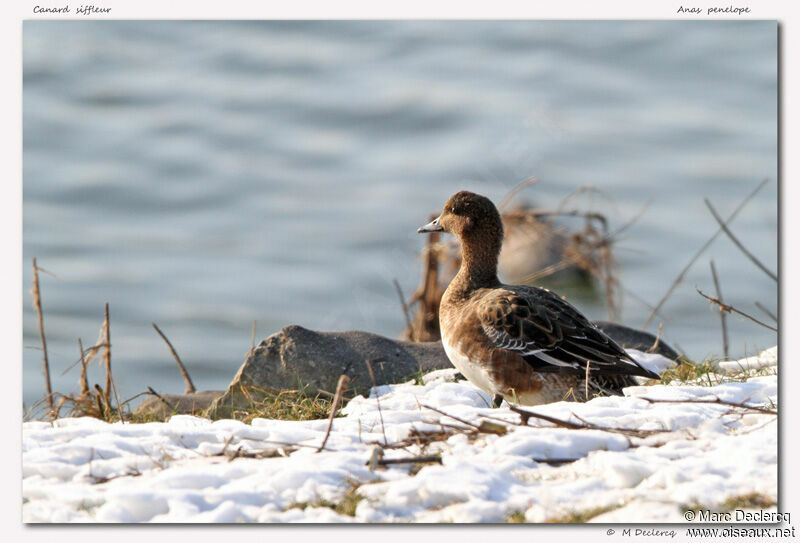 Canard siffleur, identification