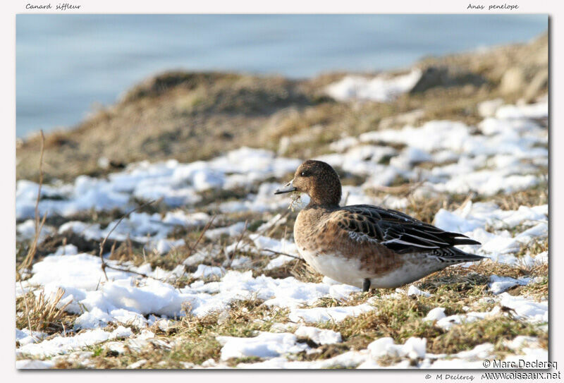 Canard siffleur, identification