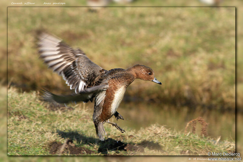 Eurasian Wigeon, identification