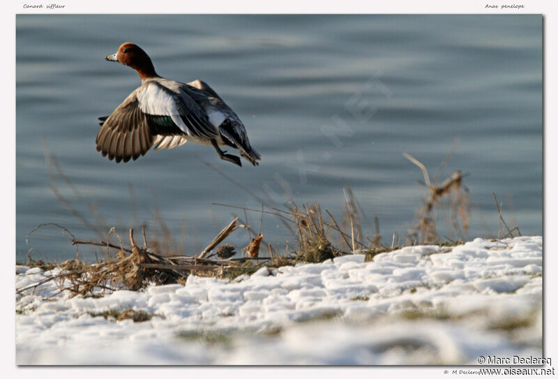 Eurasian Wigeon, Flight