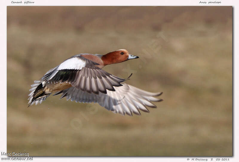 Canard siffleur mâle adulte, Vol