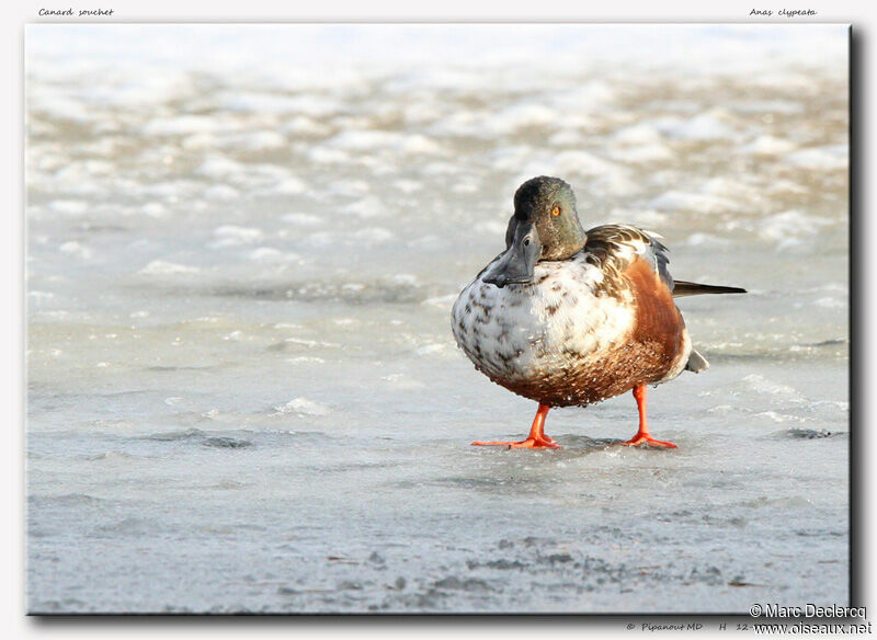 Canard souchet, identification