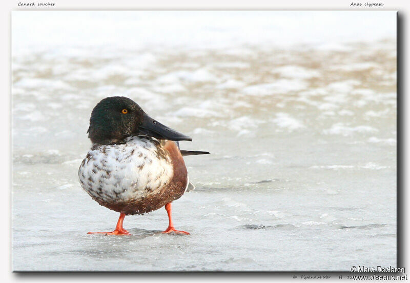 Northern Shoveler male, identification