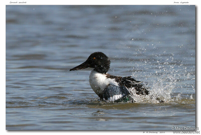 Canard souchet, identification, Comportement