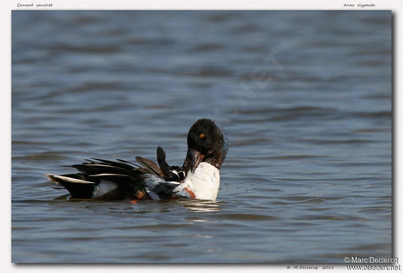 Canard souchet, identification, Comportement