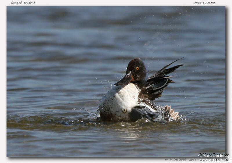 Canard souchet, identification, Comportement