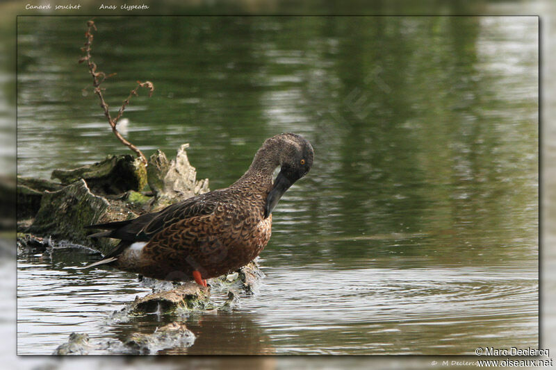 Canard souchet, identification