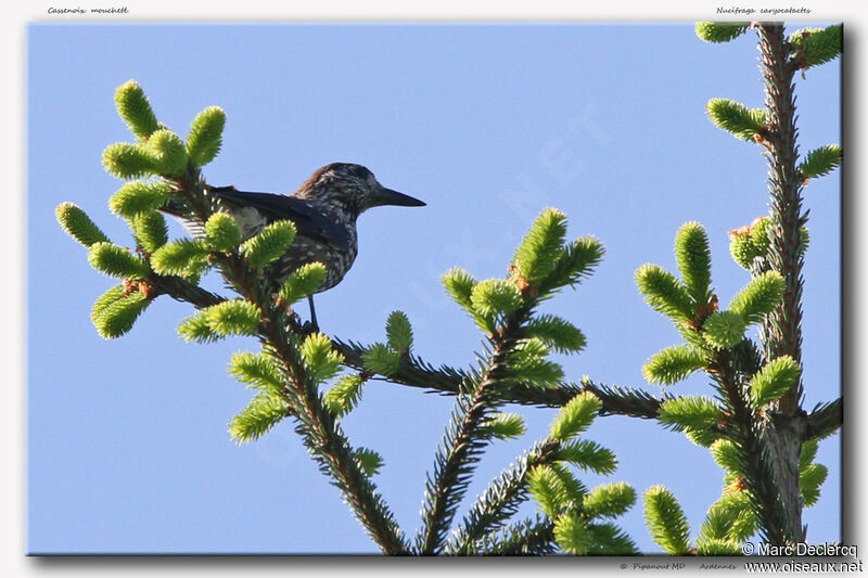 Spotted Nutcracker