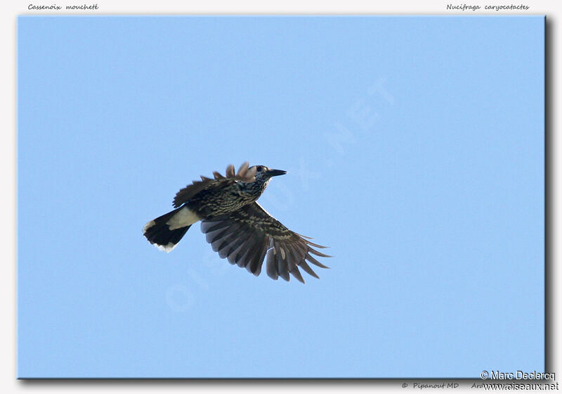 Spotted Nutcracker, Flight