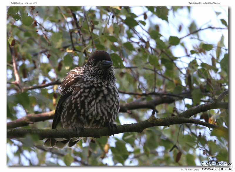 Cassenoix moucheté, identification