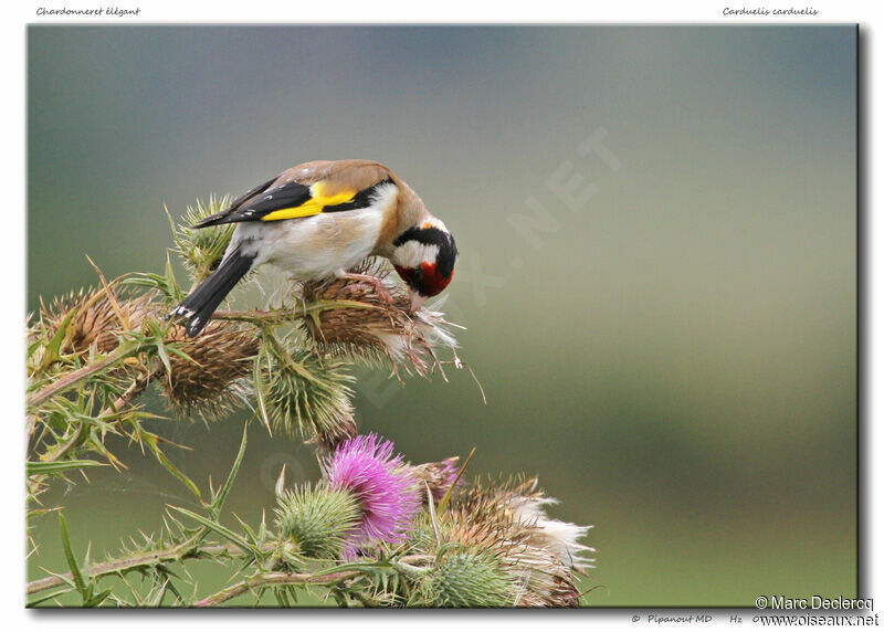 European Goldfinchadult, feeding habits