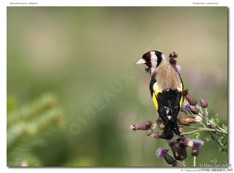 European Goldfinchadult, identification