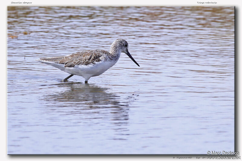 Common Greenshank