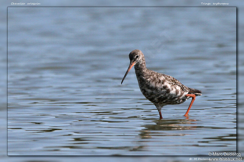 Spotted Redshank, identification