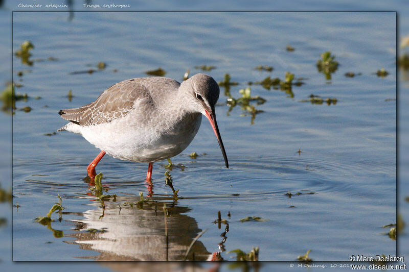 Spotted Redshank, identification