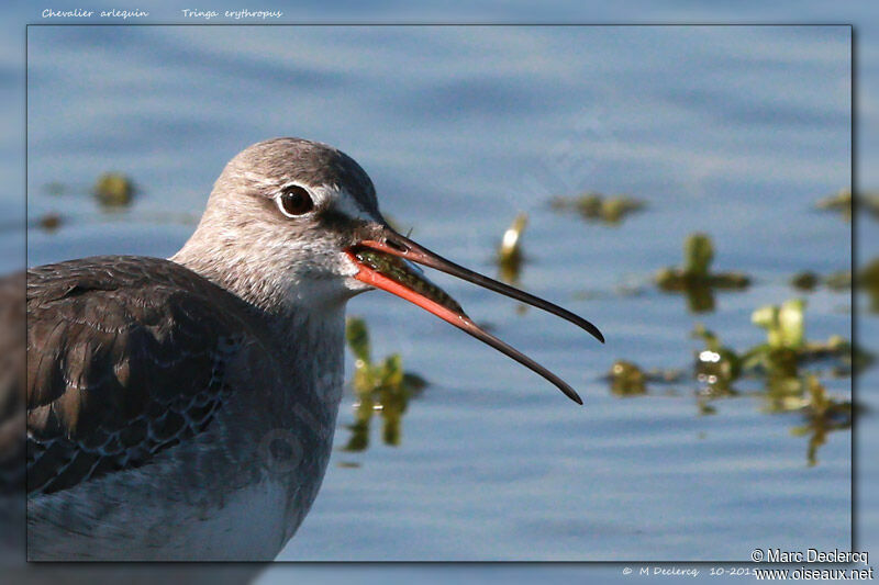 Spotted Redshank, identification, feeding habits