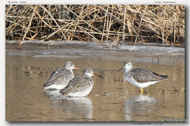 Greater Yellowlegs, identification