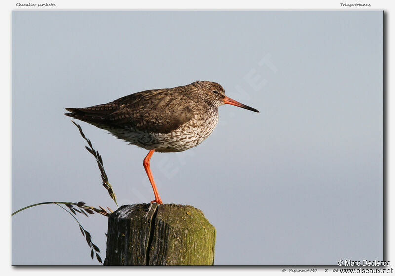 Common Redshankadult