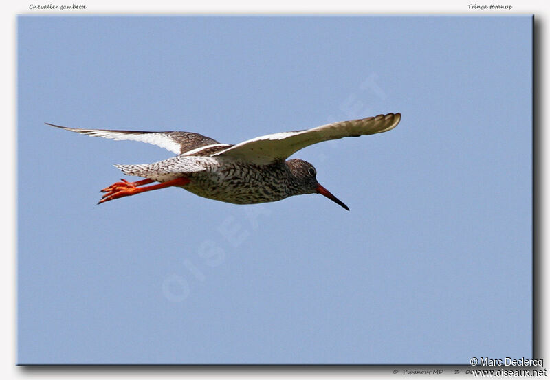 Common Redshankadult, Flight