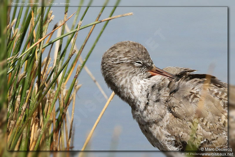 Common Redshank