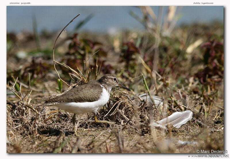 Common Sandpiper, identification