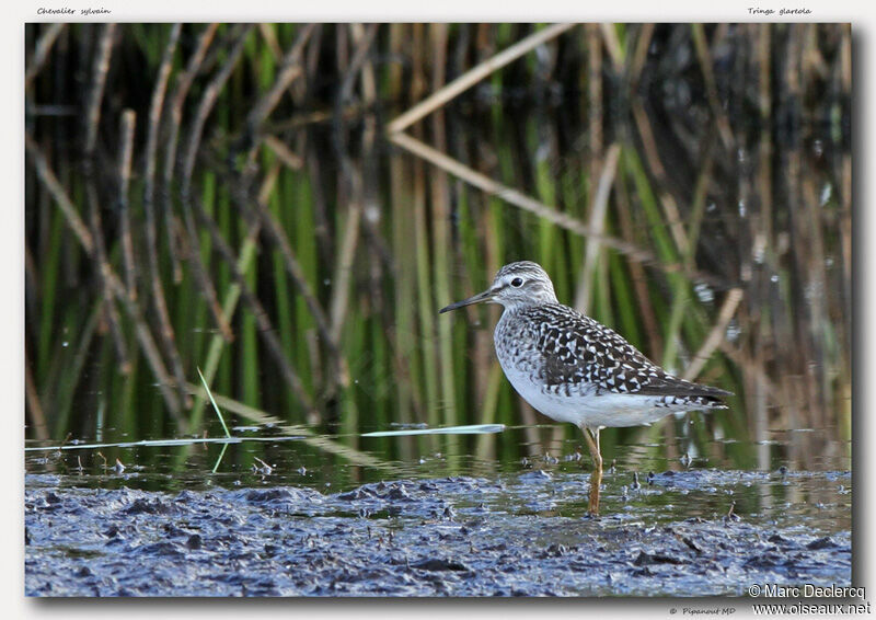 Wood Sandpiper, identification