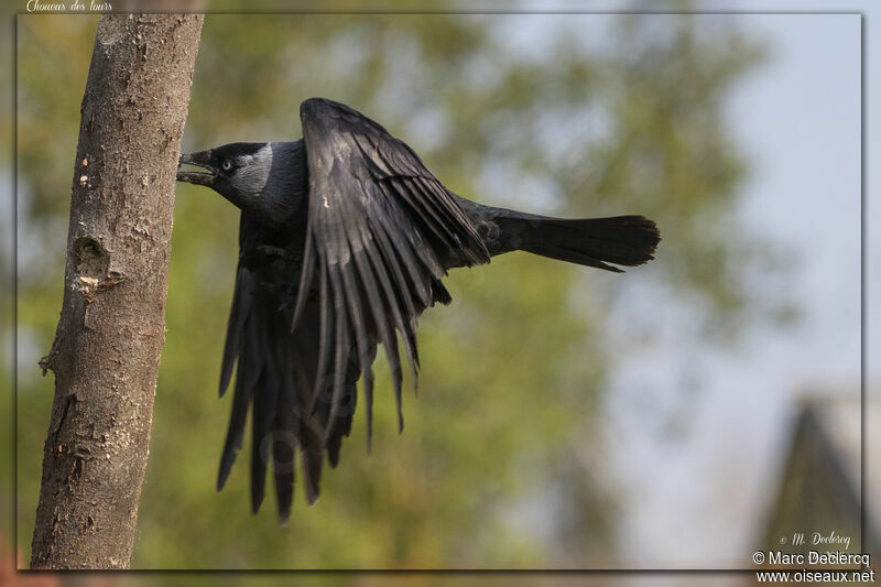 Western Jackdaw