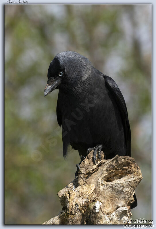 Western Jackdaw