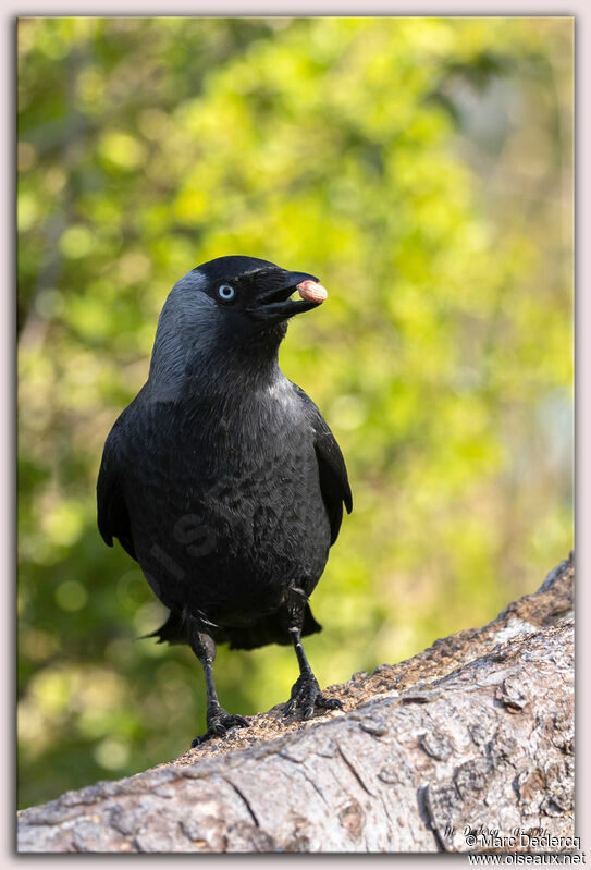 Western Jackdaw