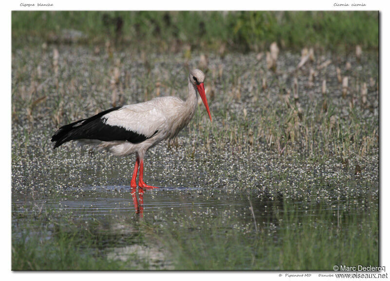 White Stork