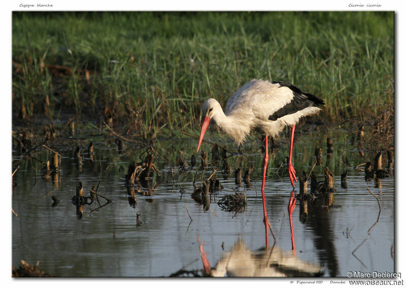 Cigogne blanche