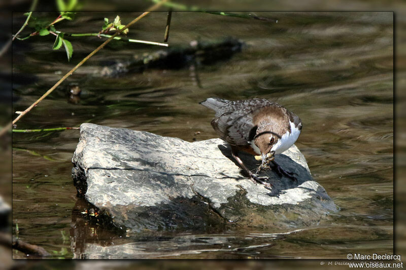 White-throated Dipper, feeding habits, fishing/hunting