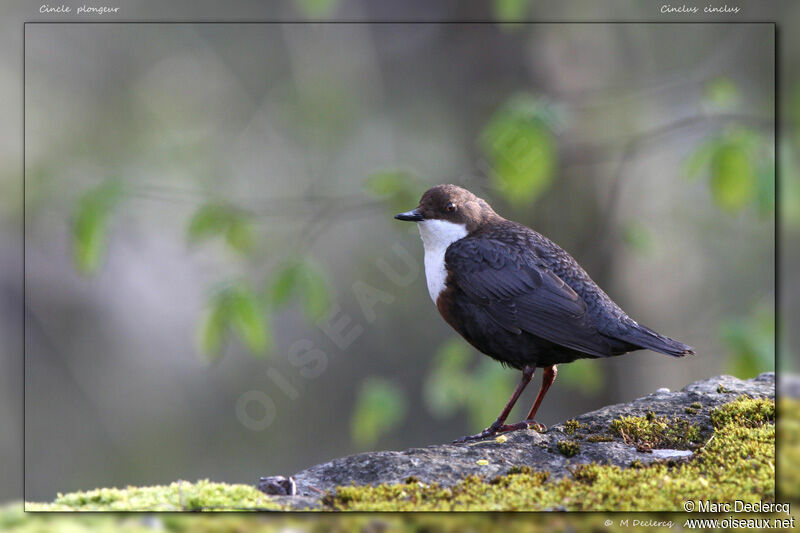 White-throated Dipper, identification