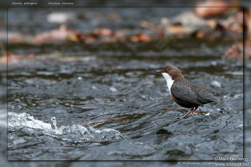 White-throated Dipper