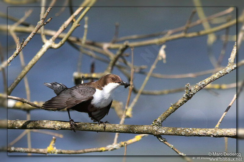 White-throated Dipper, identification, feeding habits