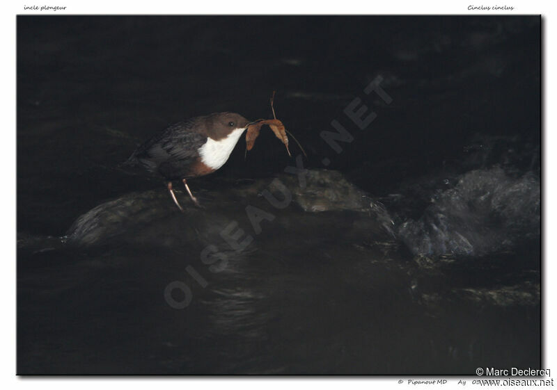 White-throated Dipper, Reproduction-nesting