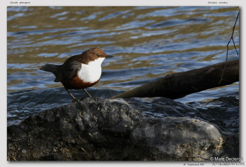 Cincle plongeur, identification