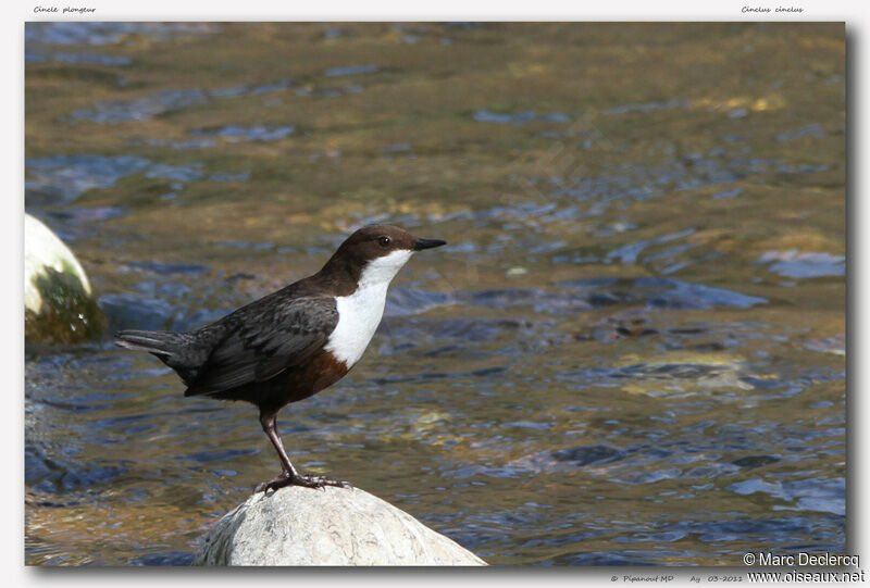 White-throated Dipper, identification