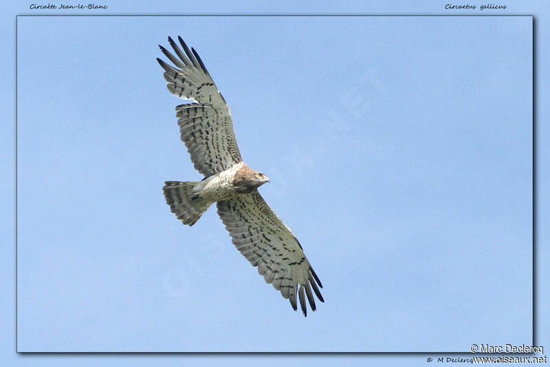 Short-toed Snake Eagle, Flight