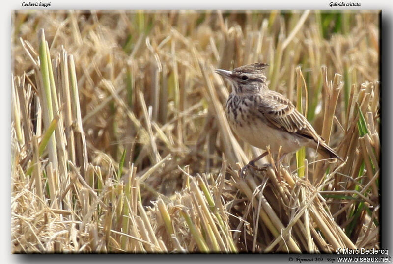 Crested Lark