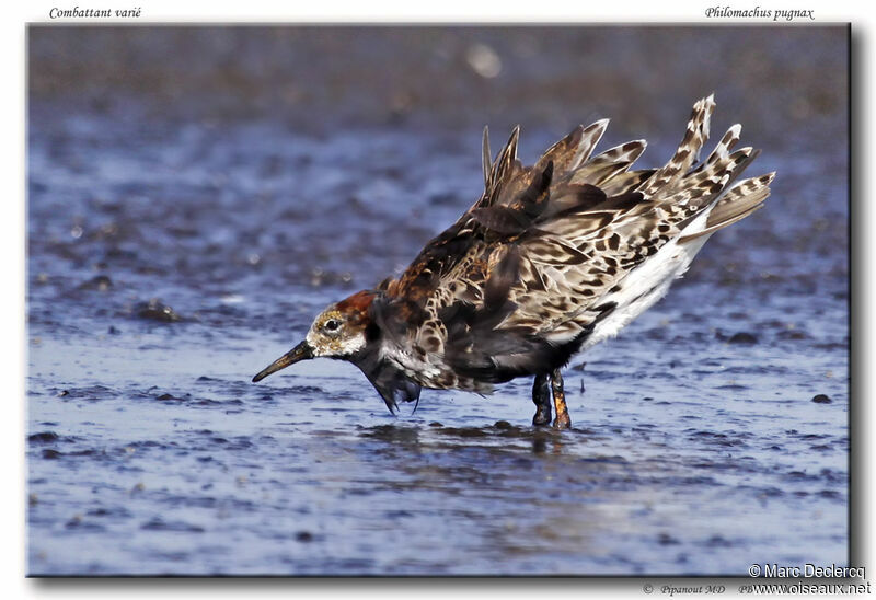 Ruff male, Behaviour