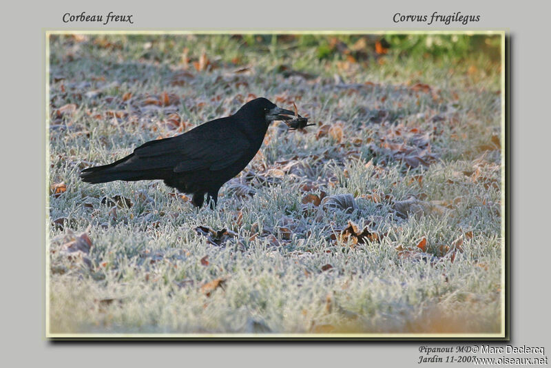 Corbeau freux, régime