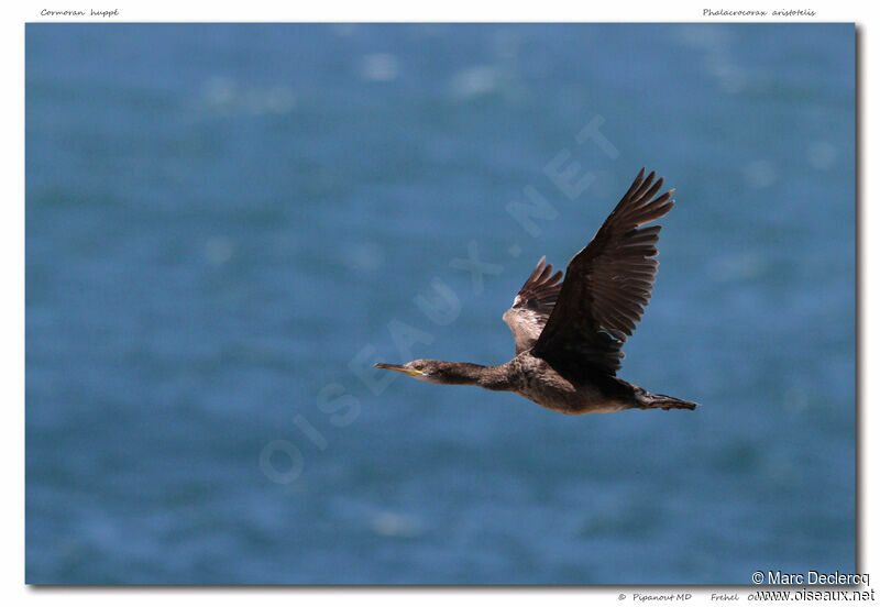 European Shag, Flight